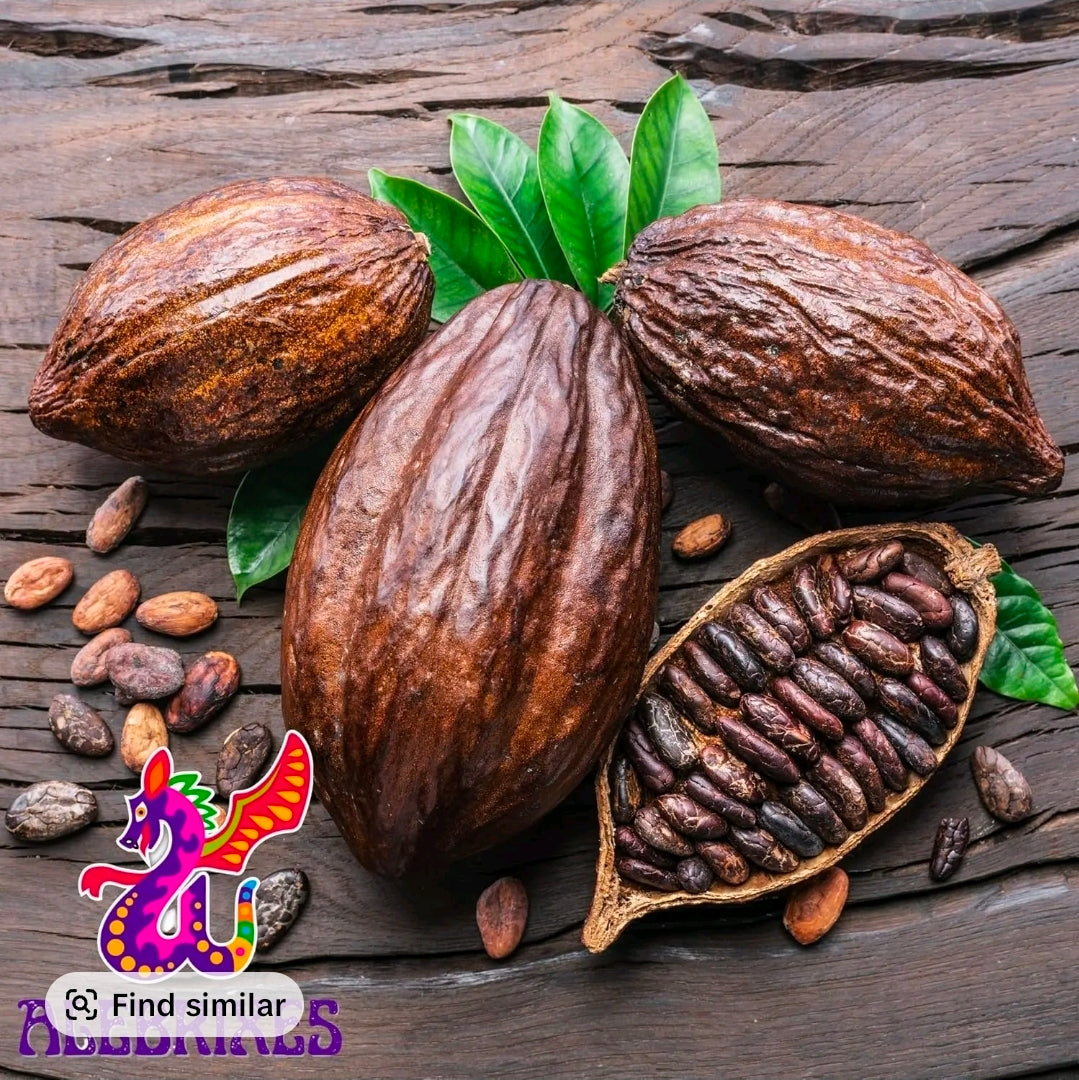 GRANOS DE CACAO ENTEROS CRUDOS AUTÉNTICO CACAO DE MÉXICO